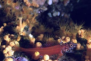 Peperoncino minore (Tripterygion melanurus)