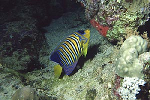 Pesce angelo (Pygoplites diacanthus)