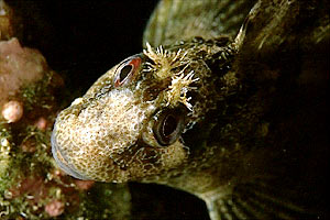 Bavosa ruggine (Parablennius gattorugine)