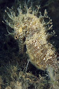 Cavalluccio marino (Hippocampus guttulatus)