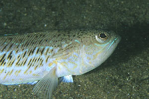 Tracina (Trachinus draco)