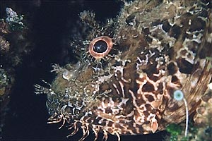 Scorfano rosso (Scorpaena scrofa)