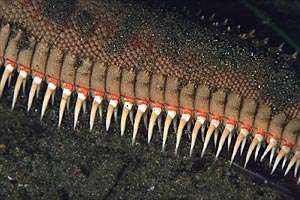 Stella pettine maggiore (Astropecten aranciacus)