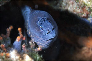 Murena (Muraena helena)