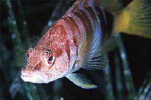 Sciarrano (Serranus scriba)