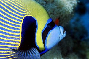 Pesce angelo imperatore (Pomacanthus imperator)