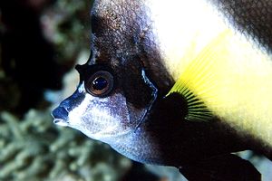 Pesce farfalla virgola (Heniochus intermedius)