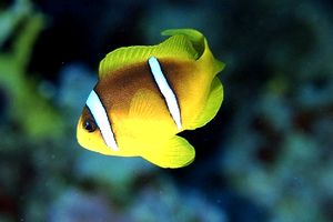 Pesce pagliaccio (Amphiprion bicinctus)