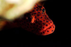 Cernia miniata (Cephalopholis miniata)