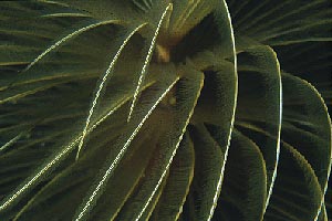 Spirografo (Sabella spallanzanii)