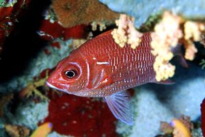 Pesce scoiattolo dalla coda bianca (Sargocentron caudimaculatum)