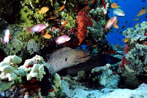 Murena dalla bocca gialla (Gymnothorax nudivomer)