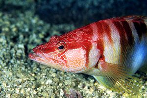 Sciarrano (Serranus scriba)