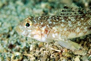 Ghiozzo geniporo (Gobius geniporus)