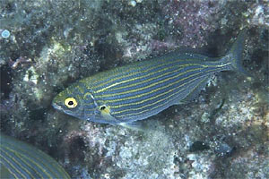 Salpa (Sarpa salpa)
