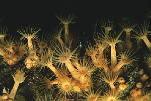 Parazoanthus (Parazoanthus axinellae)