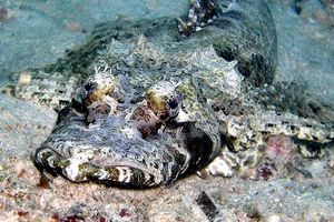 Pesce coccodrillo (Papilloculiceps longiceps)