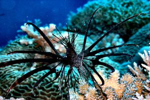 Pesce cobra (Pterois volitans)