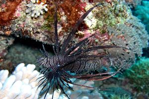 Pesce cobra (Pterois volitans)