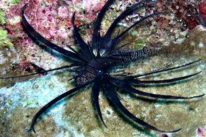 Pesce cobra (Pterois volitans)