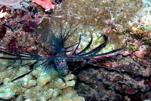 Pesce cobra (Pterois volitans)