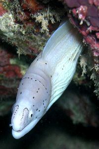 Murena grigia (Siderea grisea)