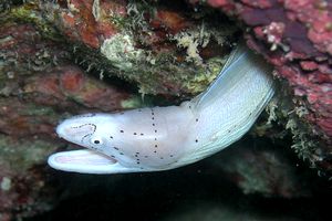 Murena grigia (Siderea grisea)