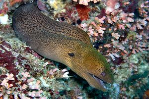 Murena gigante (Gymnothorax javanicus)