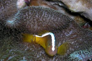 Pesce pagliaccio arancione (Amphiprion sandaracinos)