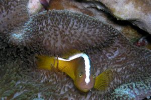 Pesce pagliaccio arancione (Amphiprion sandaracinos)