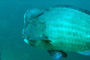 Pesce pappagallo gigante (Bolbometopon muricatum)
