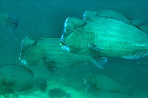 Pesce pappagallo gigante (Bolbometopon muricatum)