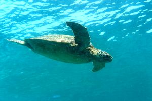 Tartaruga verde (Chelonia mydas)