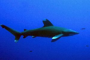 Squalo longimanus (Carcharhinus longimanus)