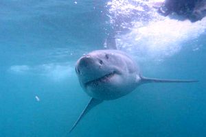 Squalo bianco (Carcharodon carcharias)