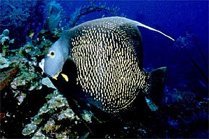 Pesce angelo francese (Pomacanthus paru)