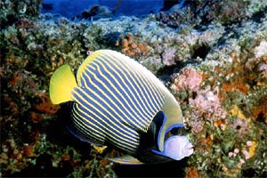 Pesce angelo imperatore (Pomacanthus imperator)