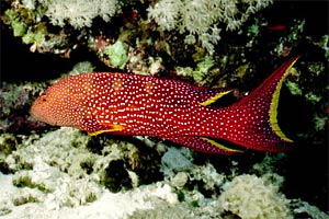 Cernia coda mezzaluna (Variola louti)