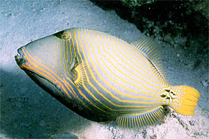 Pesce balestra striato (Balistapus undulatus)
