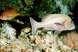 Gaterino arlecchino (Plectorhinchus chaetodontoides)