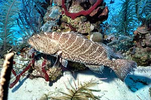 Cernia tigre (Mycteroperca tigris)