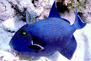 Pesce balestra (Pseudobalistes fuscus)