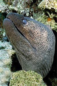 Murena gigante (Gymnothorax javanicus)