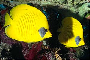 Pesce farfalla semimascherato (Chaetodon semilarvatus)