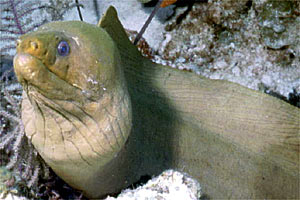 Murena (Gymnothorax funebris)