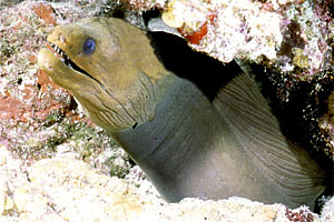 Murena (Gymnothorax funebris)