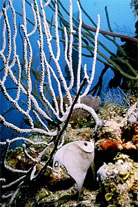 Pesce angelo grigio (Pomacanthus arcuatus)