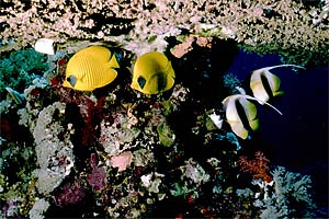 Pesce farfalla semimascherato (Chaetodon semilarvatus)