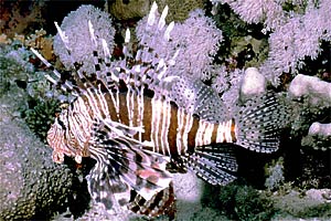 Pesce cobra (Pterois miles)