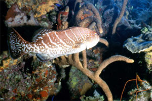 Cernia tigre (Mycteroperca tigris)